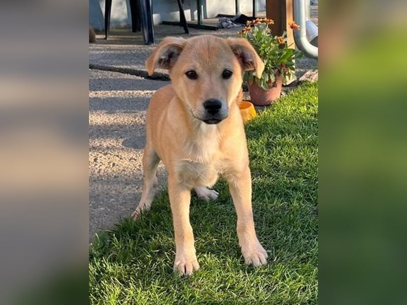 BJORN ist ein fröhliches Hundekind