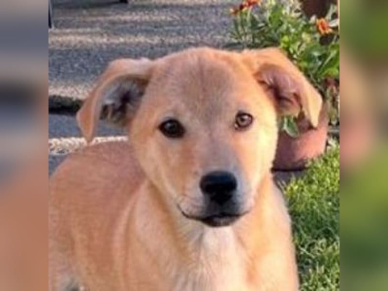 BJORN ist ein fröhliches Hundekind