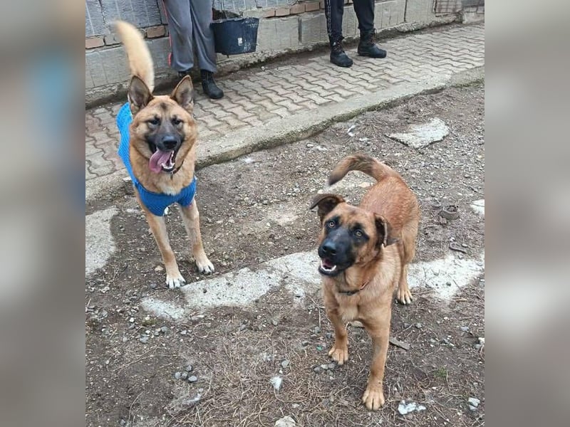 ARTHUR 2 sucht sein Zuhause