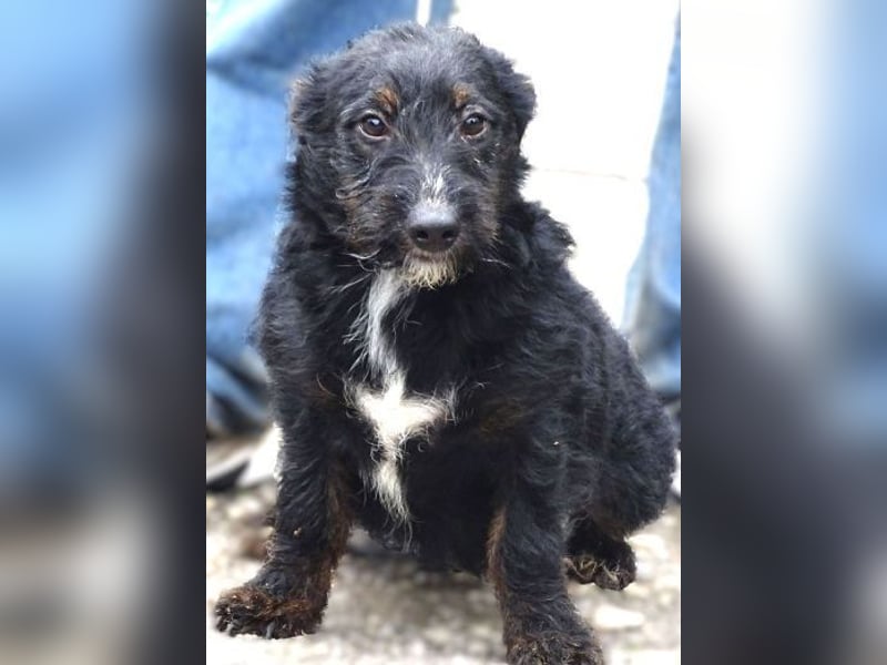 Chris, kleiner Hundejunge in großer Gefahr Chris, kleiner Hundejunge in großer Gefahr