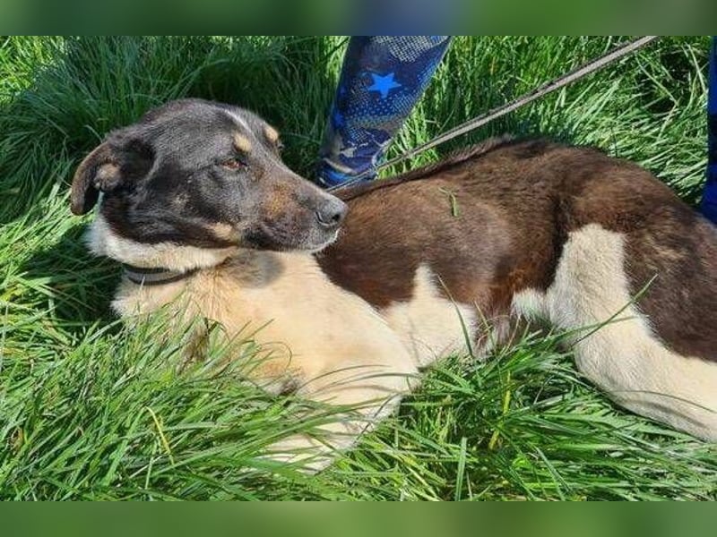 RONA sucht nach Zuwendung