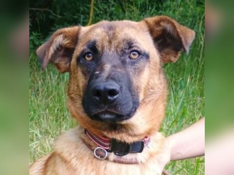 ARTHUR 2 sucht sein Zuhause