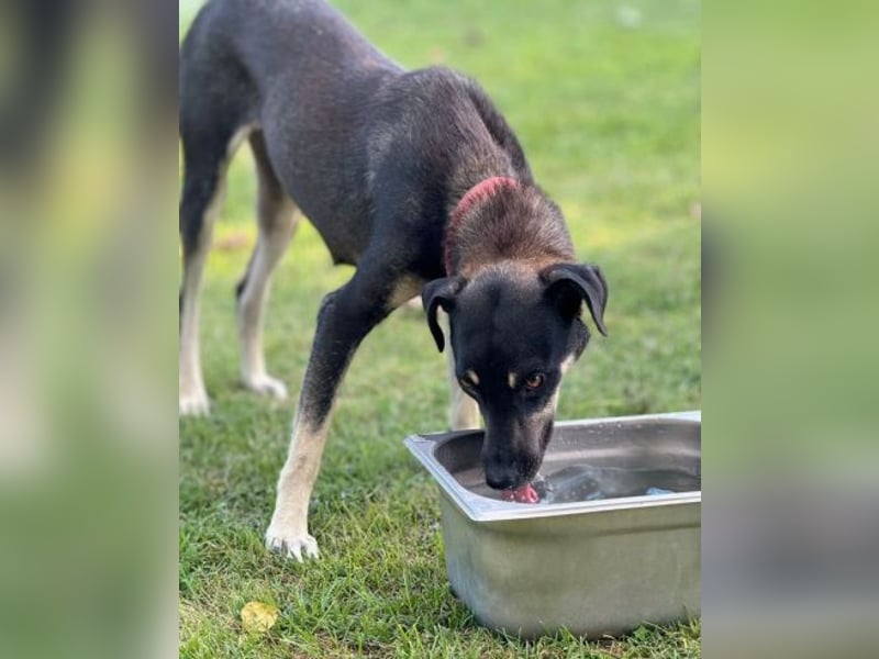 Macun, Mischling Macun, Mischling