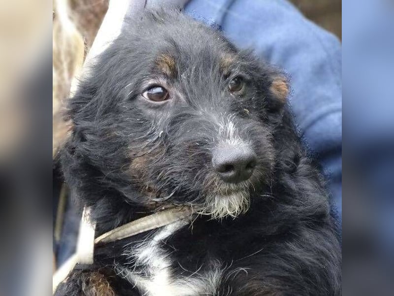 Chris, kleiner Hundejunge in großer Gefahr Chris, kleiner Hundejunge in großer Gefahr