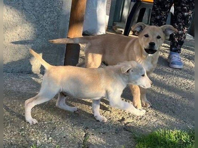 BJORN ist ein fröhliches Hundekind
