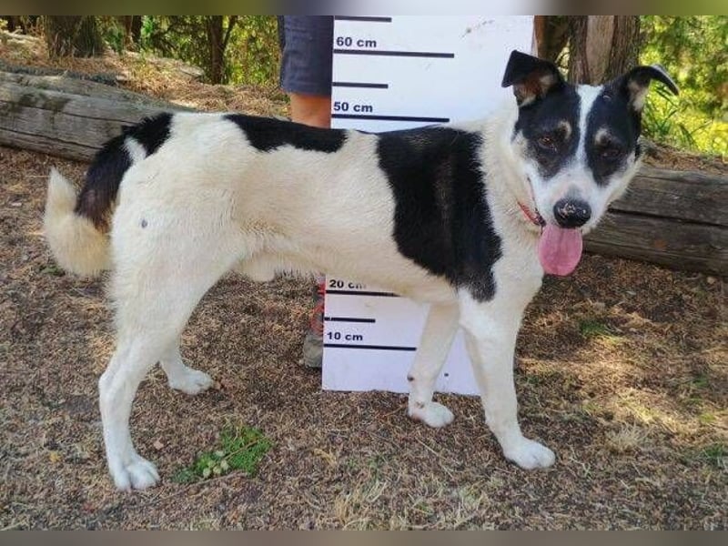 MISCHO,  hatte ein trauriges Leben