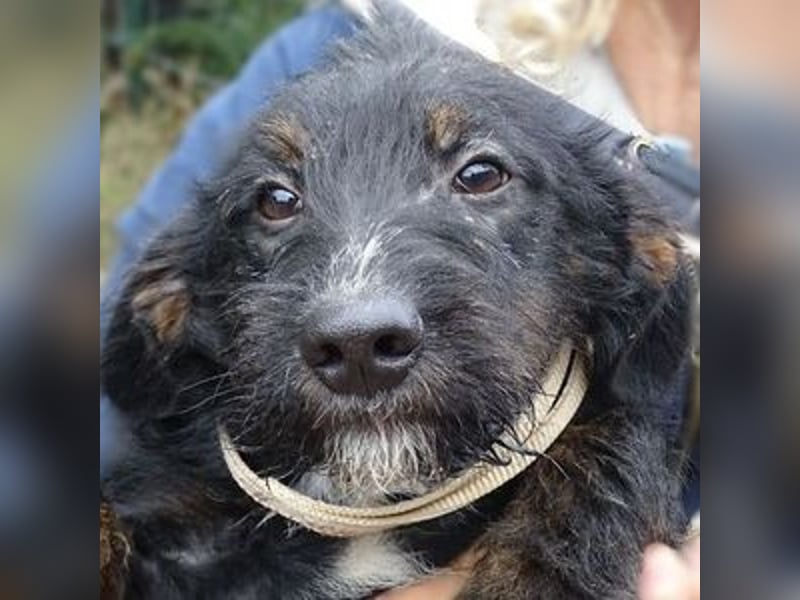 Chris, kleiner Hundejunge in großer Gefahr Chris, kleiner Hundejunge in großer Gefahr