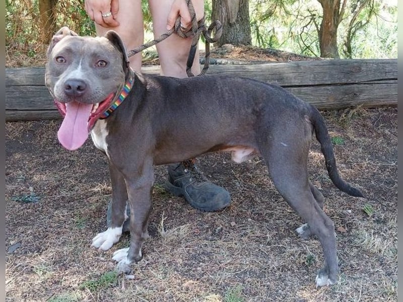 Blue, Staffordshire Mischling