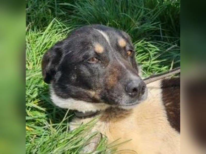 RONA sucht nach Zuwendung