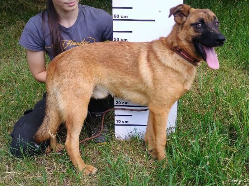 ARTHUR 2 sucht sein Zuhause