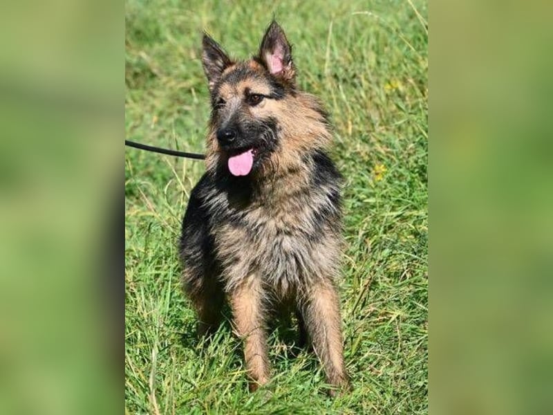GASTON liebt Menschen über alles GASTON liebt Menschen über alles