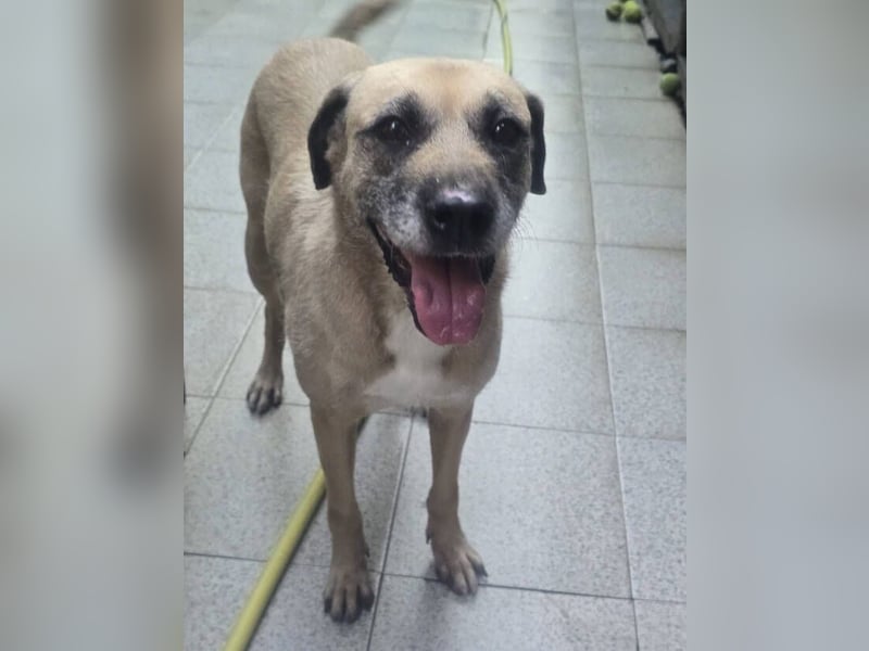 KIKA, wer ist ihre Rettung? KIKA, wer ist ihre Rettung?