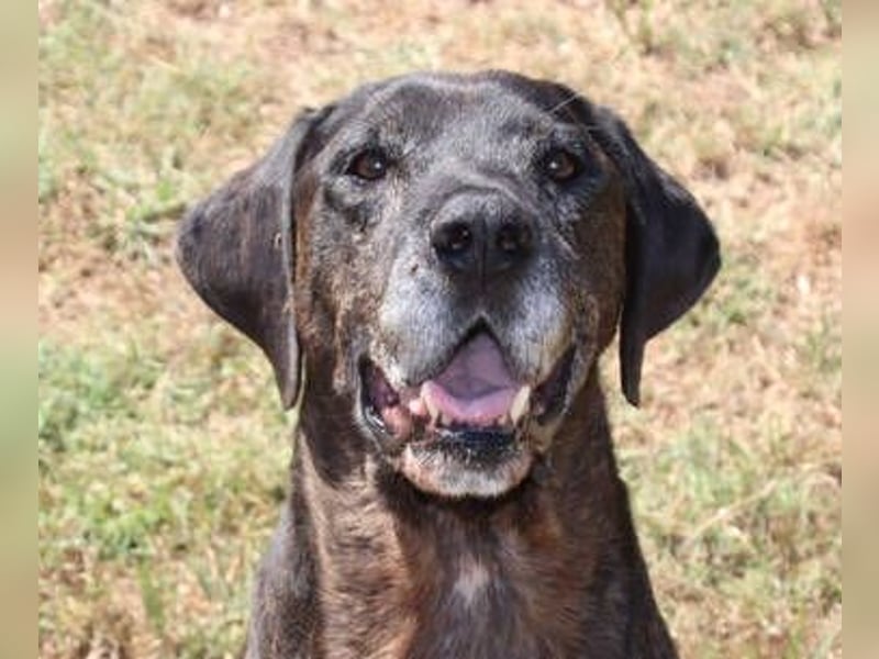 TIGRA braucht ganz dringend Hilfe TIGRA braucht ganz dringend Hilfe