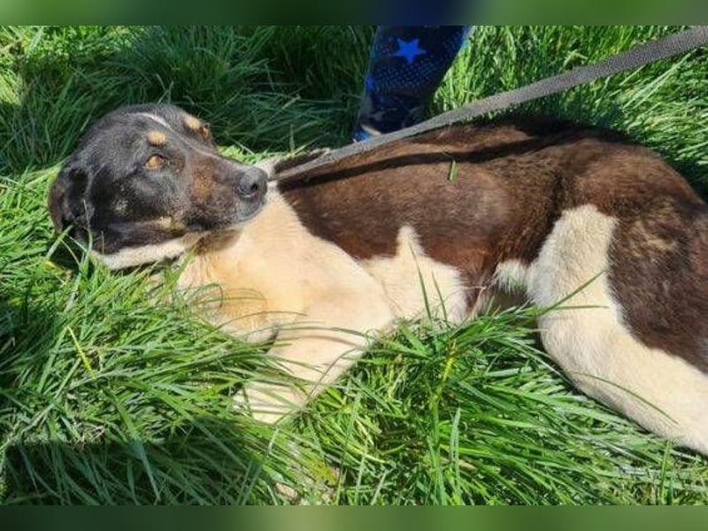 RONA sucht nach Zuwendung