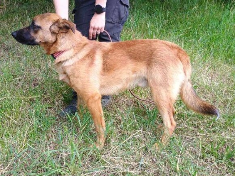 ARTHUR 2 sucht sein Zuhause