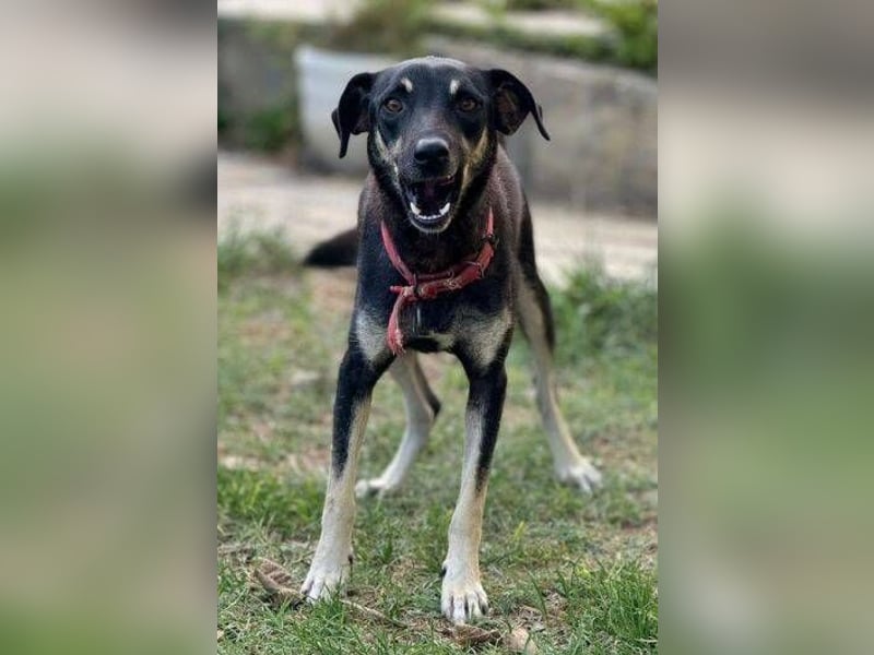 Macun, Mischling Macun, Mischling