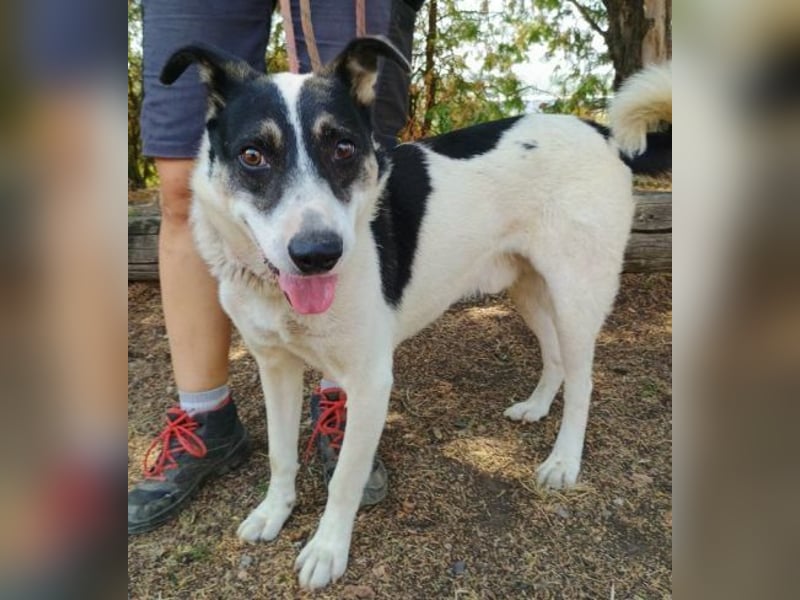 MISCHO,  hatte ein trauriges Leben