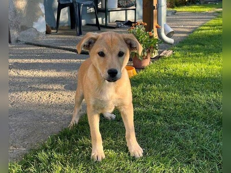 BJORN ist ein fröhliches Hundekind