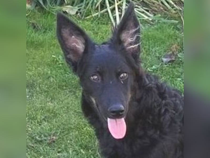 LARA ist ein verspieltes Hundemädchen