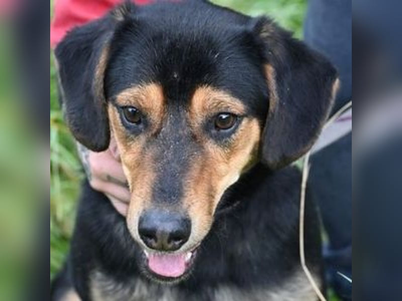 LARRY sucht seine Herzensmenschen LARRY sucht seine Herzensmenschen