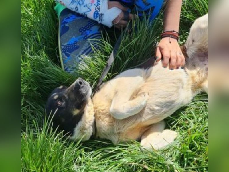 RONA sucht nach Zuwendung