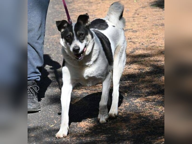 MISCHO,  hatte ein trauriges Leben