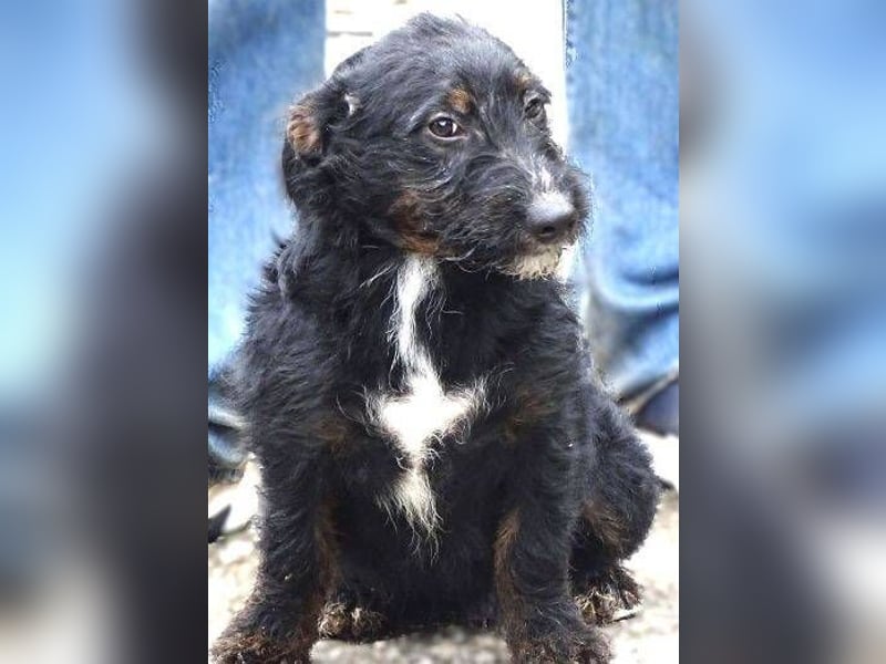 Chris, kleiner Hundejunge in großer Gefahr Chris, kleiner Hundejunge in großer Gefahr