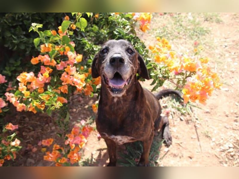 TIGRA braucht ganz dringend Hilfe TIGRA braucht ganz dringend Hilfe