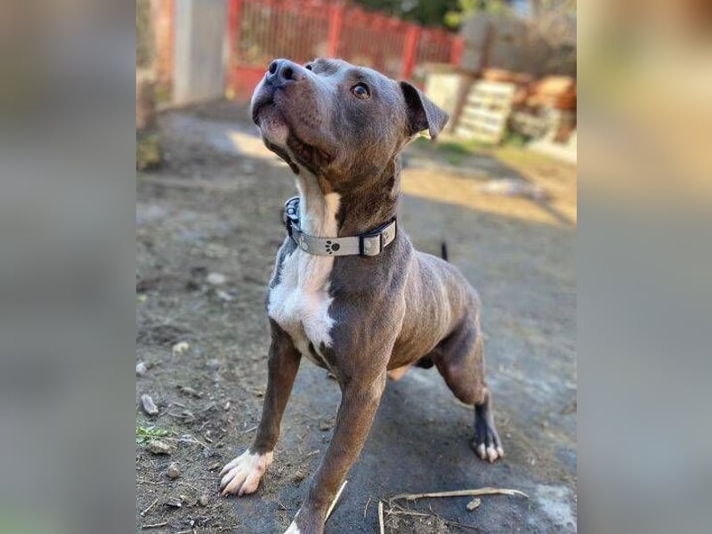 Blue, Staffordshire Mischling