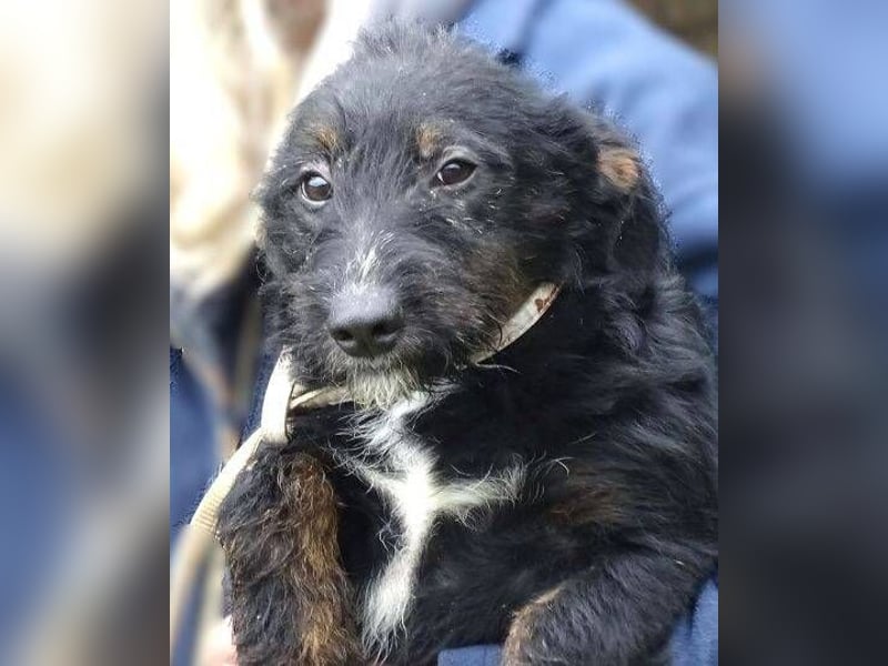 Chris, kleiner Hundejunge in großer Gefahr Chris, kleiner Hundejunge in großer Gefahr