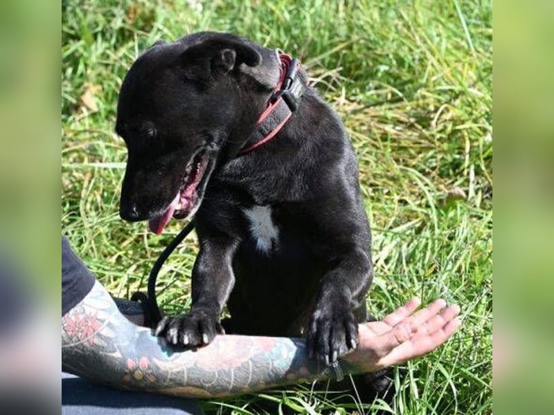 EBONY sehnt sich nach Geborgenheit EBONY sehnt sich nach Geborgenheit