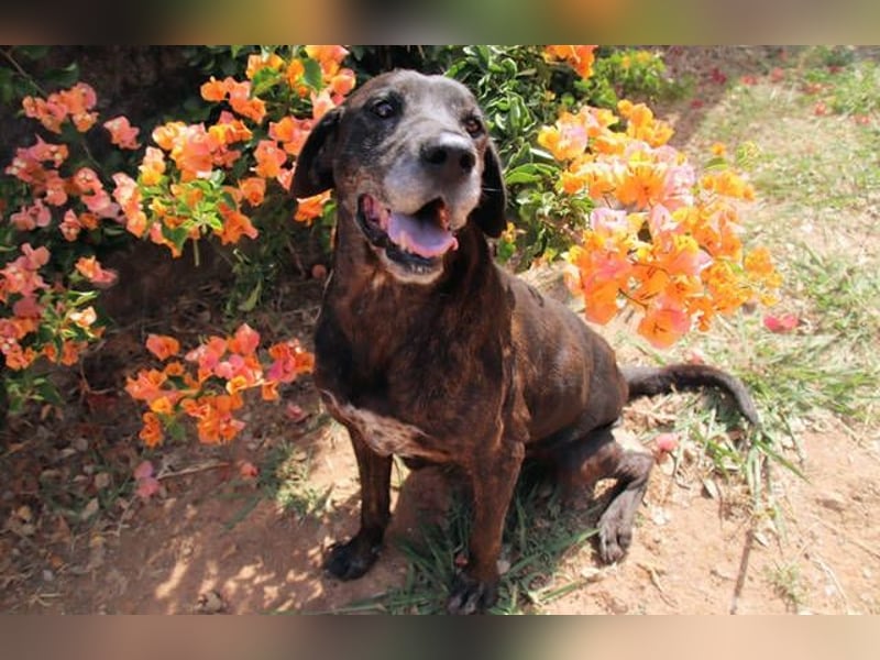 TIGRA braucht ganz dringend Hilfe TIGRA braucht ganz dringend Hilfe