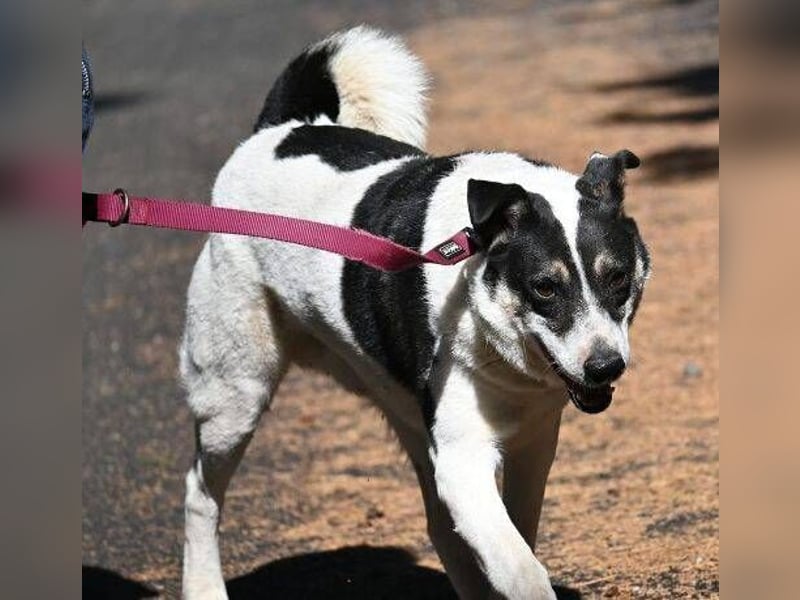 MISCHO,  hatte ein trauriges Leben