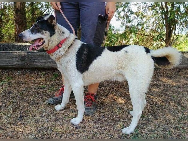 MISCHO,  hatte ein trauriges Leben