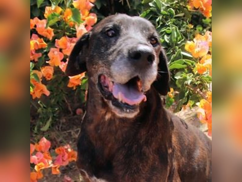 TIGRA braucht ganz dringend Hilfe TIGRA braucht ganz dringend Hilfe