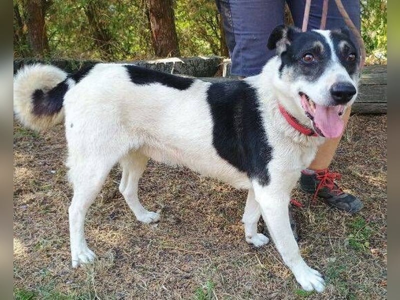 MISCHO,  hatte ein trauriges Leben