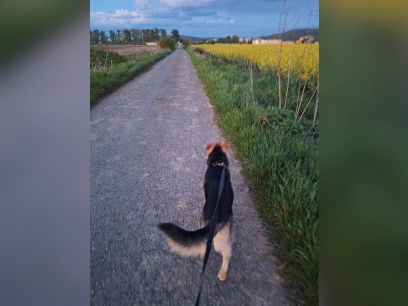 YOGI hatte großes Pech