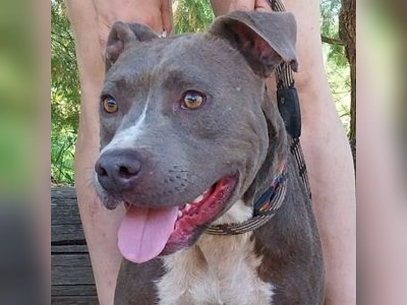 Blue, Staffordshire Mischling