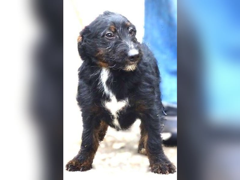 Chris, kleiner Hundejunge in großer Gefahr Chris, kleiner Hundejunge in großer Gefahr