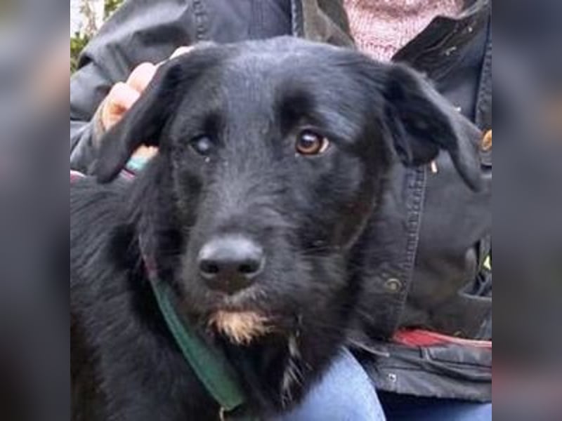 ANA 2 ist ein zauberhaftes Hundemädchen