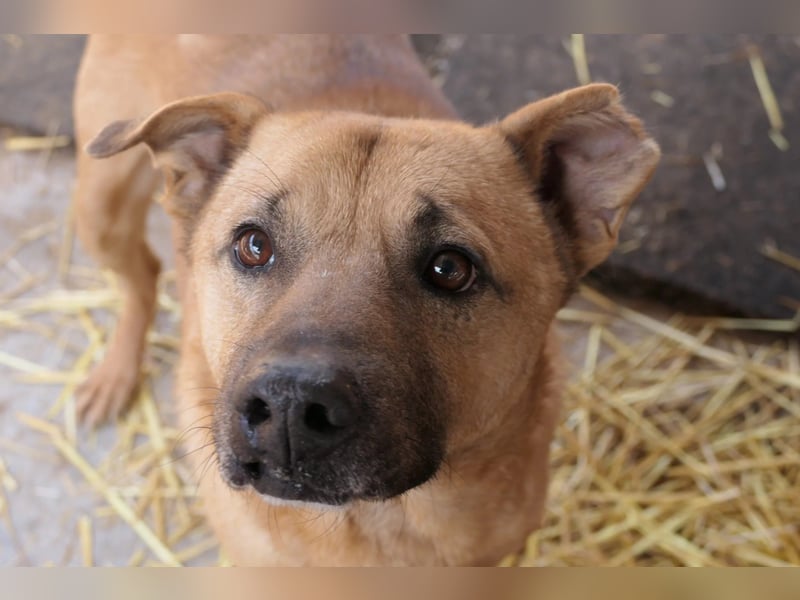 CHARLY - tapfer & voller Lebensfreude sucht seine Herzensmenschen CHARLY - tapfer & voller Lebensfreude sucht seine Herzensmenschen
