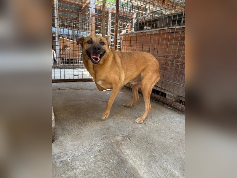 CHARLY - tapfer & voller Lebensfreude sucht seine Herzensmenschen CHARLY - tapfer & voller Lebensfreude sucht seine Herzensmenschen