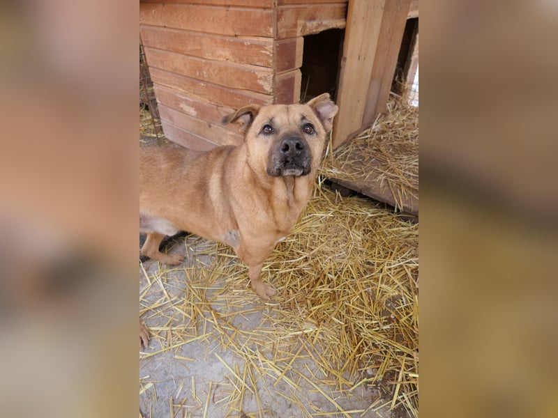 CHARLY - tapfer & voller Lebensfreude sucht seine Herzensmenschen CHARLY - tapfer & voller Lebensfreude sucht seine Herzensmenschen