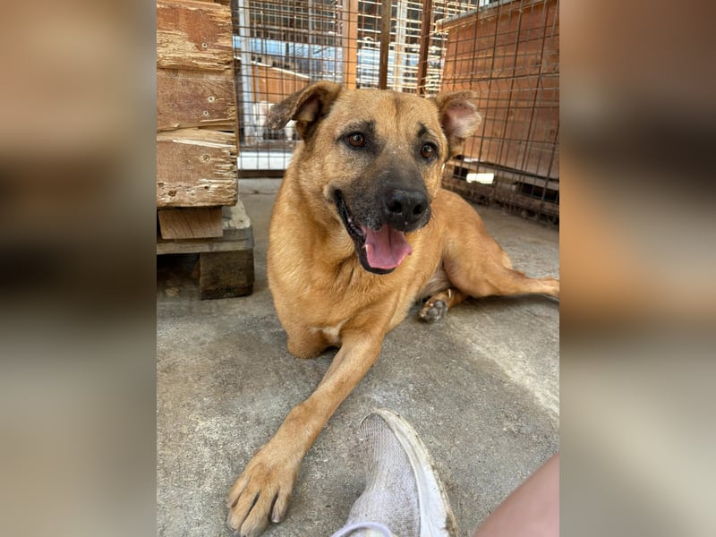 CHARLY - tapfer & voller Lebensfreude sucht seine Herzensmenschen CHARLY - tapfer & voller Lebensfreude sucht seine Herzensmenschen