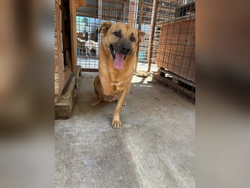 CHARLY - tapfer & voller Lebensfreude sucht seine Herzensmenschen CHARLY - tapfer & voller Lebensfreude sucht seine Herzensmenschen