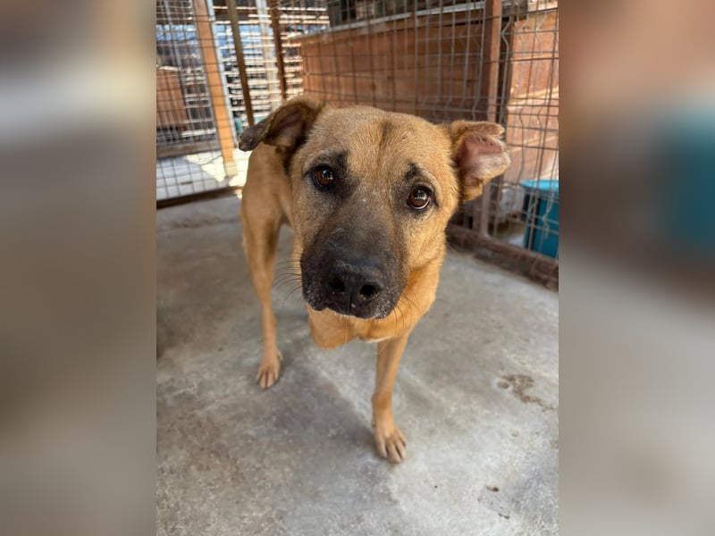CHARLY - tapfer & voller Lebensfreude sucht seine Herzensmenschen CHARLY - tapfer & voller Lebensfreude sucht seine Herzensmenschen