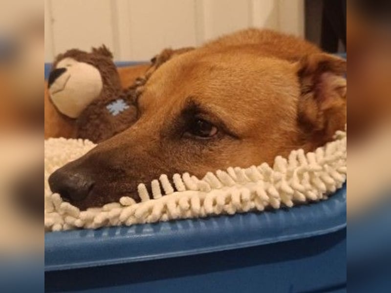 CHARLY - tapfer & voller Lebensfreude sucht seine Herzensmenschen CHARLY - tapfer & voller Lebensfreude sucht seine Herzensmenschen