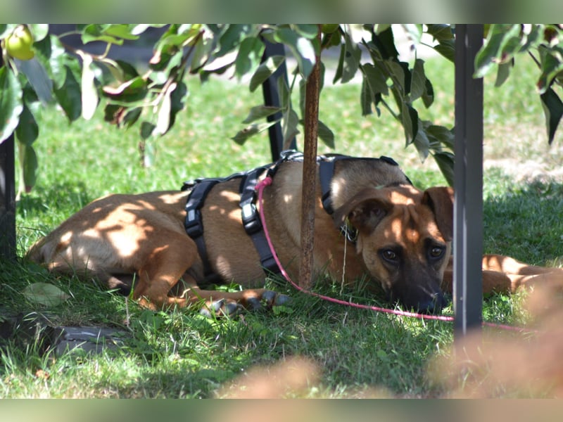 Meda möchte mit Dir die Welt entdecken. Meda möchte mit Dir die Welt entdecken.