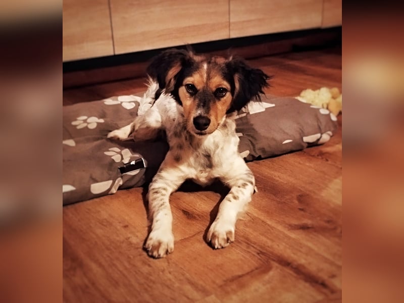 Rondy - Aktiver Rüde sucht abenteuerlustige Menschen