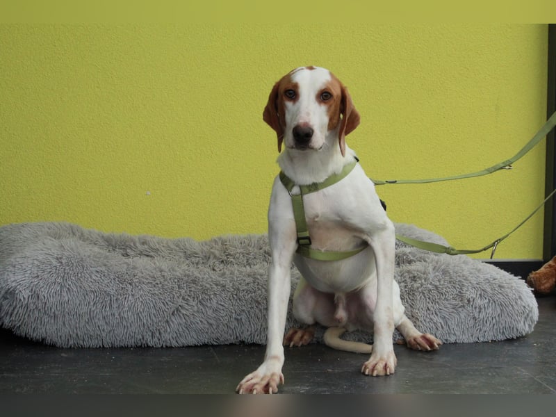 cooper sucht liebevolle Familie...